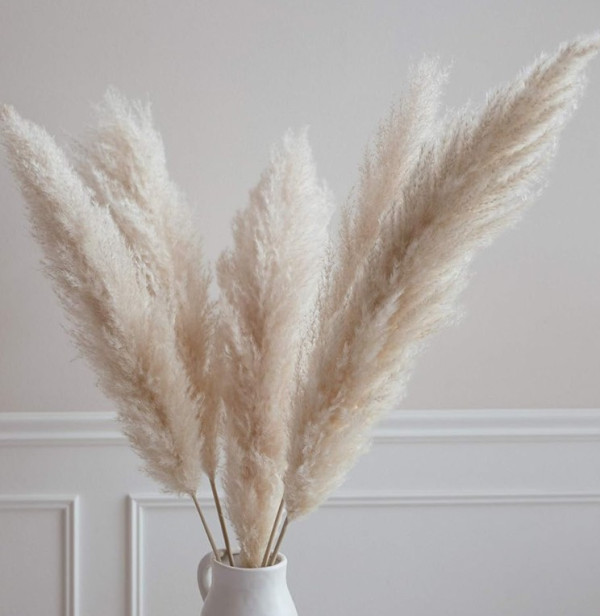 Pampas Grass
